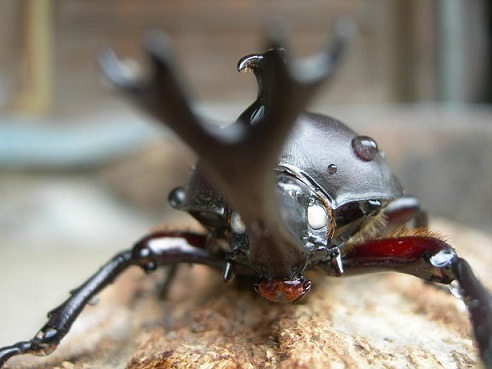 WWۥ磻ȥ񻺥֥ȥॷ10Ƭ1Ƭӥʲ