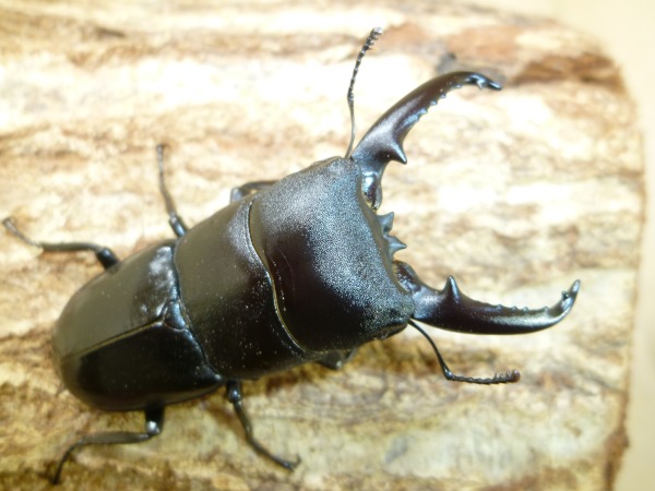 ĥޥҥ饿60ߥUPñʡʲ