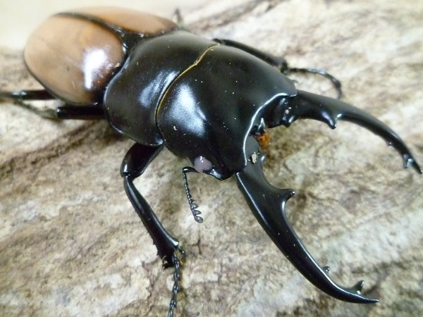 饹ȡ񤢤Ρԥ󥯥եȥΥꡡ65ߥUPڥʲ